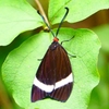 P2260252：ホタルガ