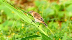 P2290415：ノビタキ