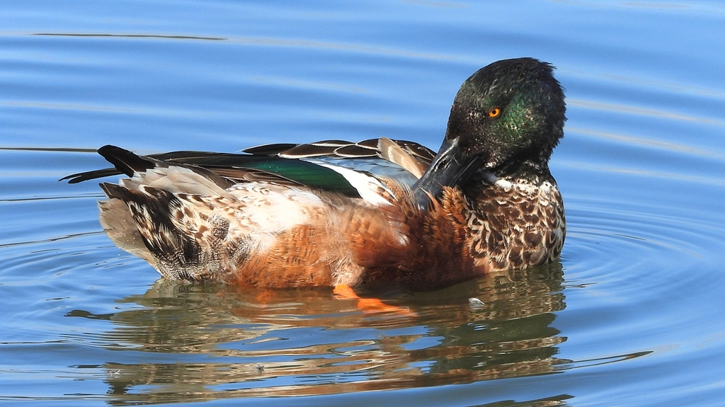 DSCN6031：ハシビロガモ