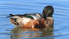 DSCN6031：ハシビロガモ