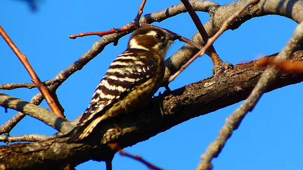 P2410795：コゲラ