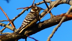 P2410795：コゲラ