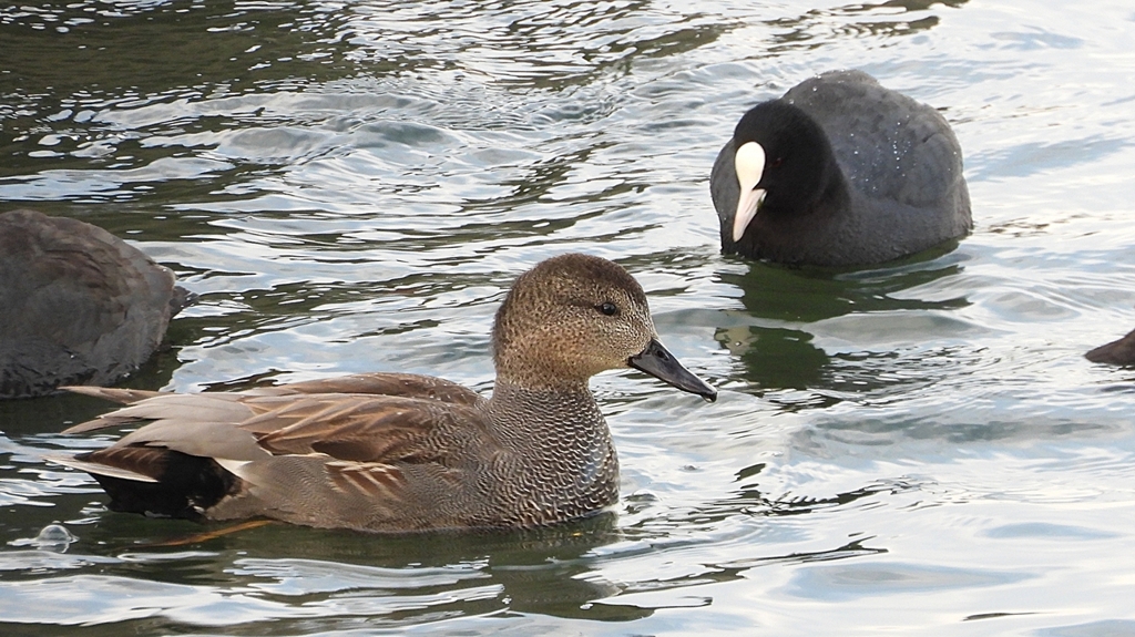 DSCN0639：オカヨシガモ、オオバン