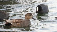 DSCN0639：オカヨシガモ、オオバン