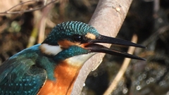 DSCN0653：カワセミ（オス）