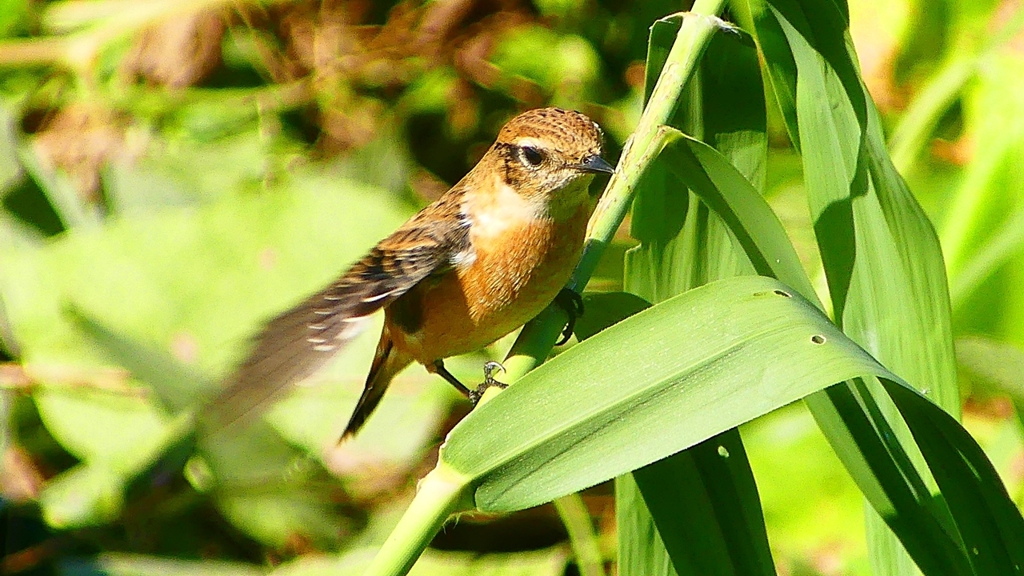 P2300333：ノビタキ