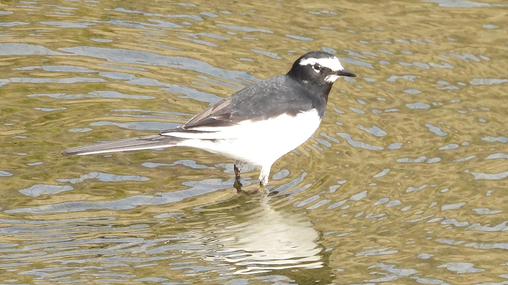 DSCN7516：セグロセキレイ