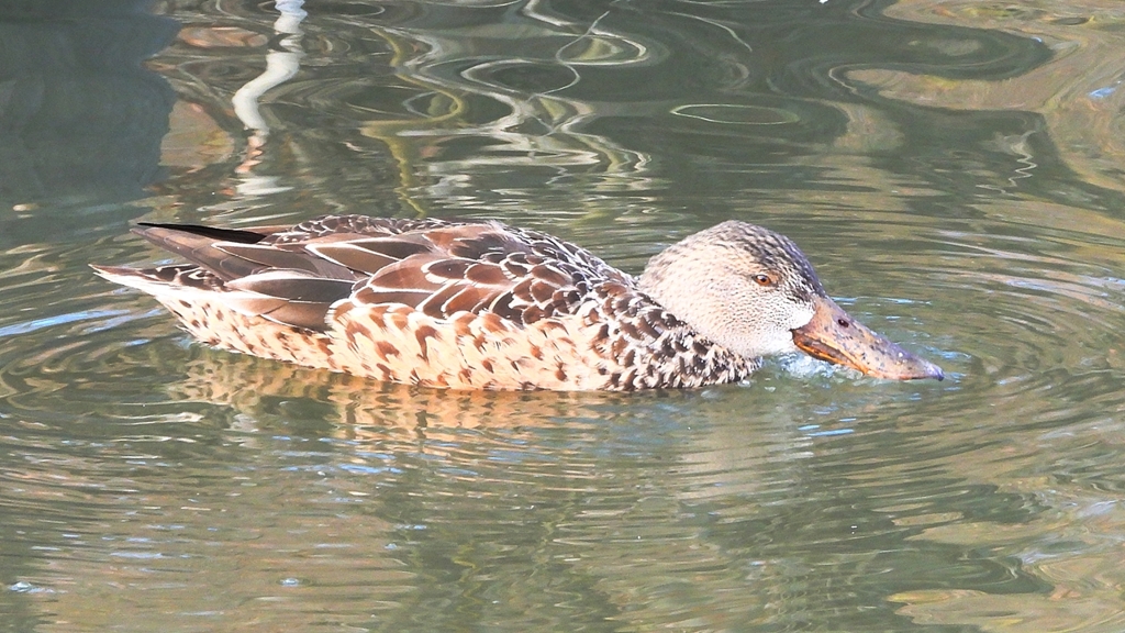 DSCN6058：ハシビロガモ