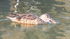 DSCN6058：ハシビロガモ