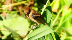 P2300329：ノビタキ