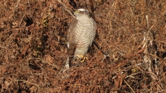 DSCN5389：ハイタカ