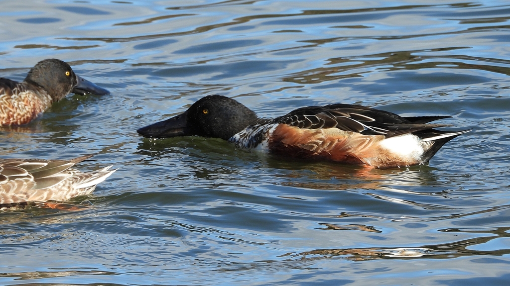 DSCN0074：ハシビロガモ