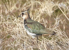 DSCN2729：タゲリ