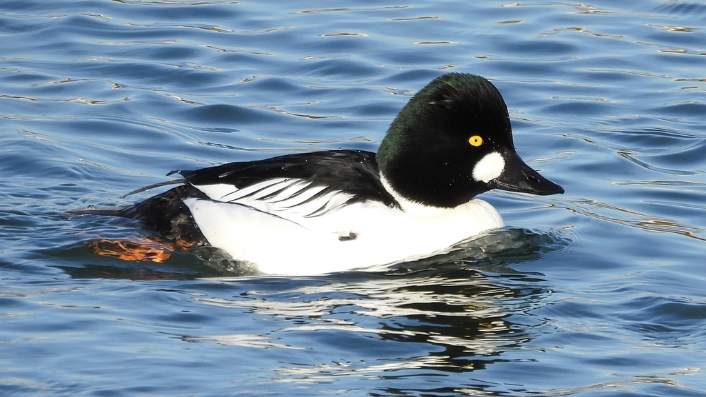 DSCN2614：ホオジロガモ（オス）