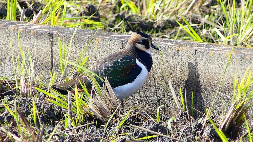 P2340732：タゲリ