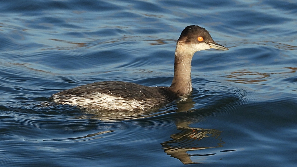 DSCN9282：ハジロカイツブリ