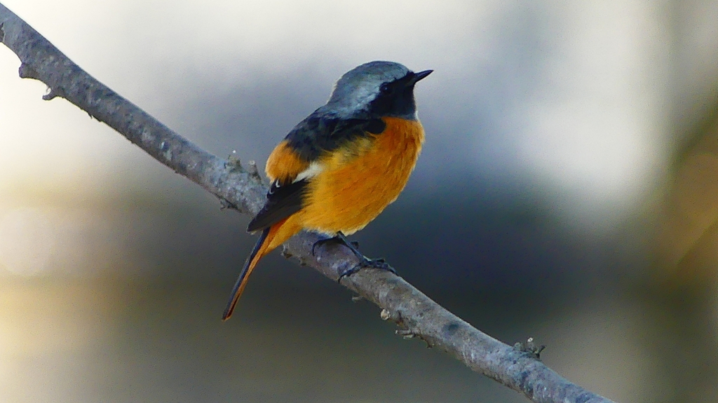 P2330082：ジョウビタキ（オス）