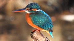 DSCN8933：カワセミ（メス）