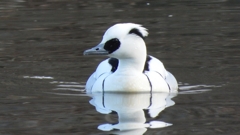 DSCN1899：ミコアイサ（オス）