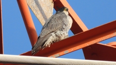 DSCN3788：ハヤブサ