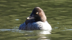 DSCN2284：ホオジロガモ（メス）