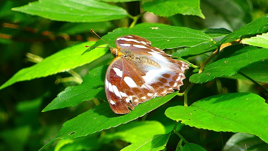 P2260467：メスグロヒョウモン