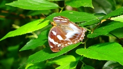 P2260467：メスグロヒョウモン