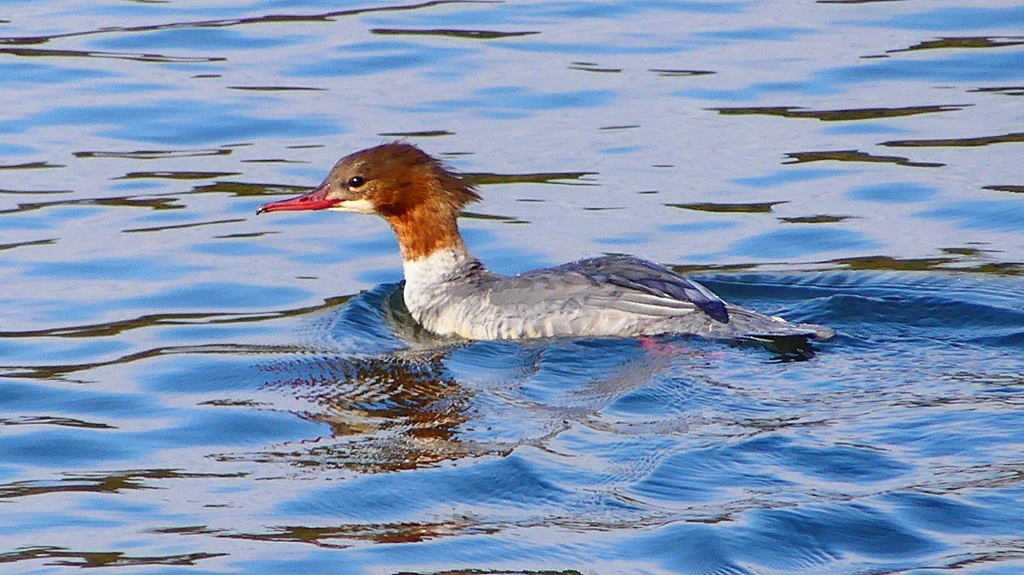 P2390193：カワアイサ（メス）