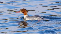 P2390193：カワアイサ（メス）