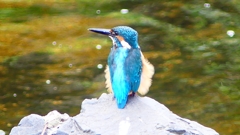 P2280353:カワセミ(オス) P2280353:カワセミ(オス)