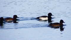 P2360529：キンクロハジロ