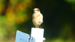 P2310771：ノビタキ