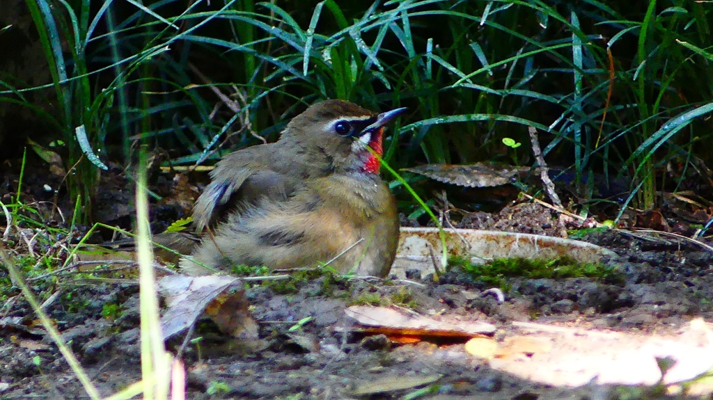 P2310565：ノゴマ（オス