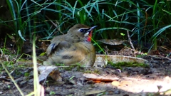 P2310565：ノゴマ（オス