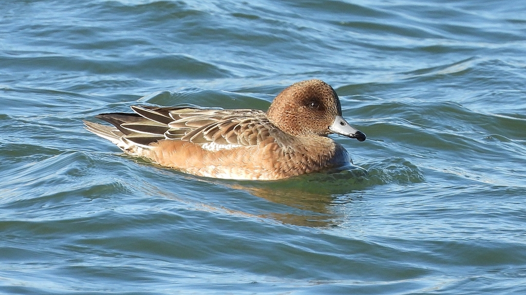 DSCN0981：ヒドリガモ