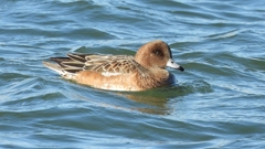 DSCN0981：ヒドリガモ