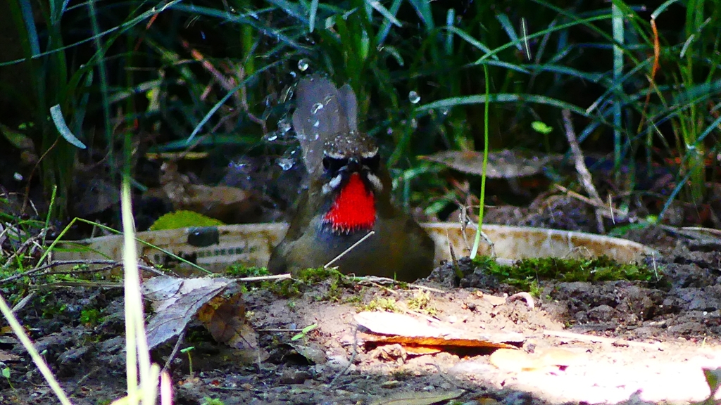 P2310557：ノゴマ（オス