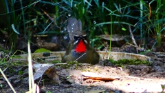 P2310557：ノゴマ（オス