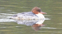 DSCN3516：カワアイサ（メス）