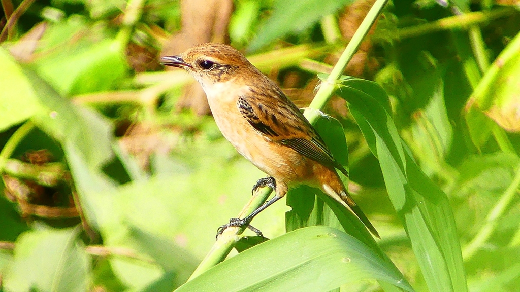 P2300256：ノビタキ