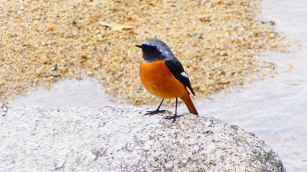 P2370077：ジョウビタキ（オス）