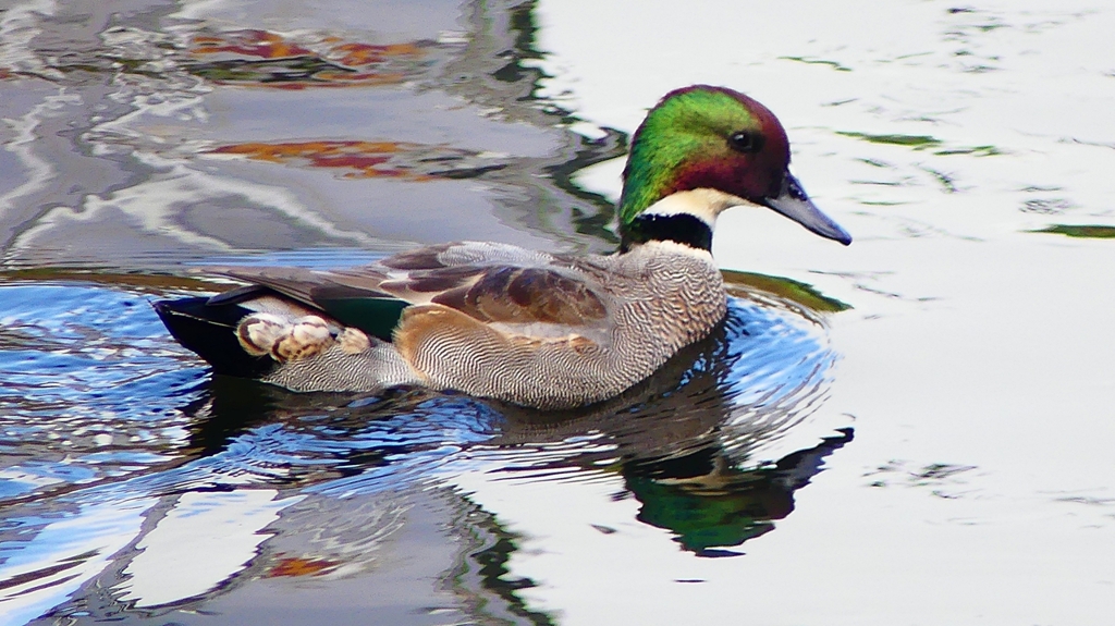 P2390673：ヨシガモ（オス）