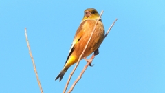 DSCN6518：カワラヒワ