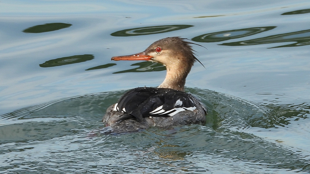 DSCN3182：ウミアイサ（オス）