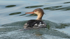 DSCN3182：ウミアイサ（オス）