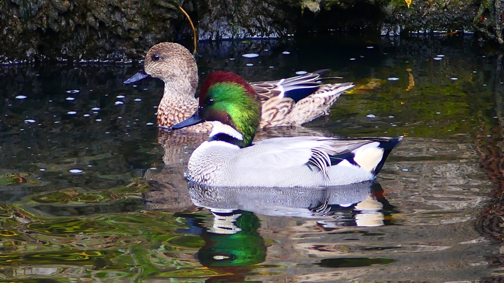 P2390719：ヨシガモ