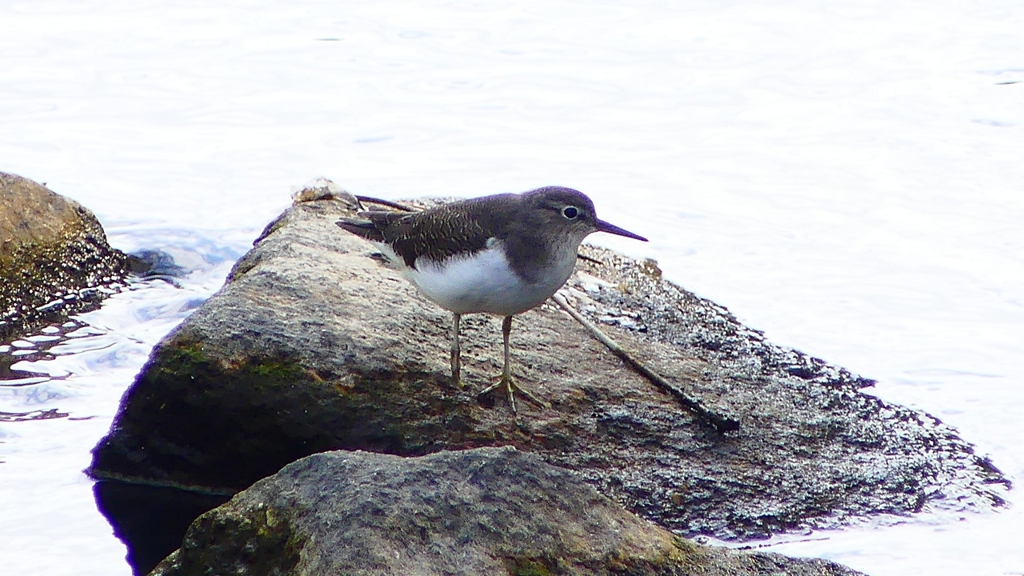 P2290103：イソシギ