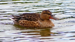 P2330742：ハシビロガモ