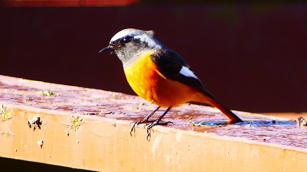 P2370627：ジョウビタキ（オス）