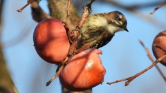 DSCN7660：コゲラ